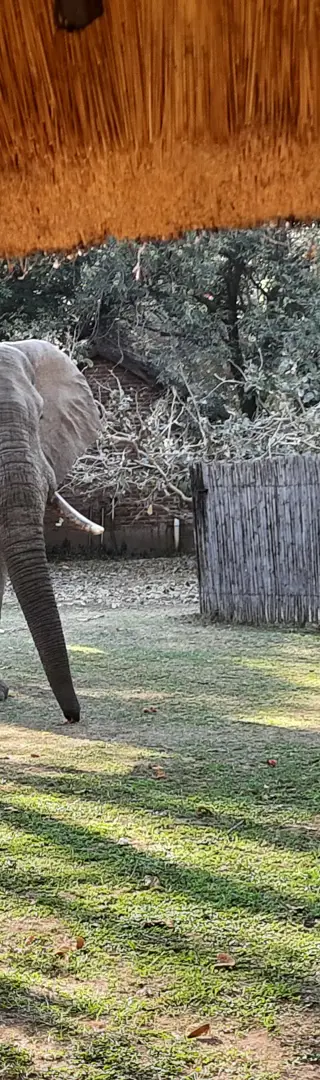 Elefanten in der Unterkunft